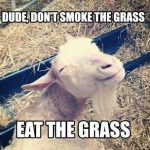Animal Memes - eat the grass