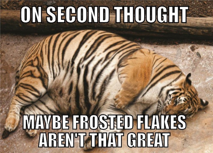 Funny Animal Memes - on second thought