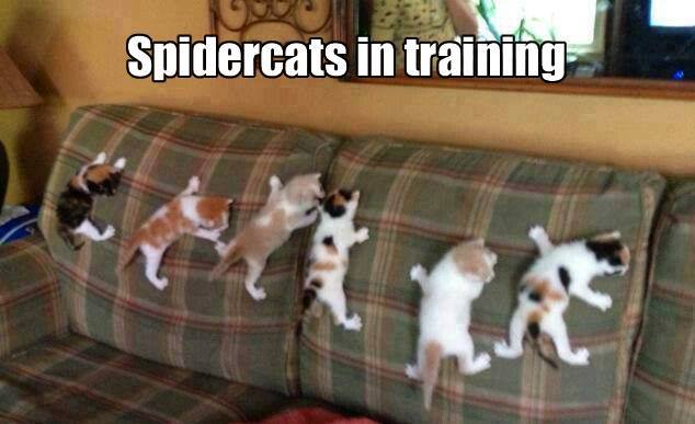 Funny Animal Memes - spidercats