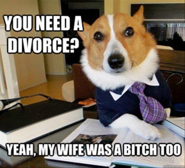 Funny Animal Memes - you need a divorce