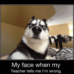 Funny Animals Memes - my face when