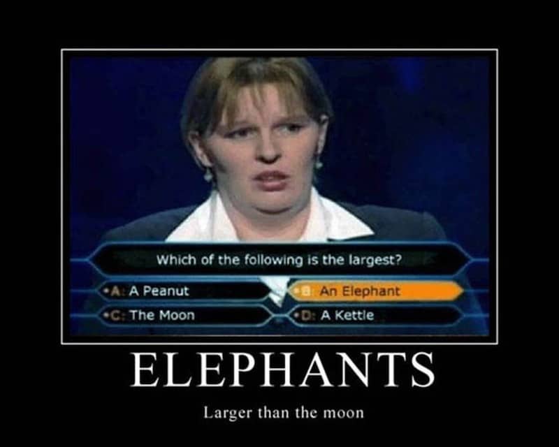 Funny Memes - elephants larger than the moon
