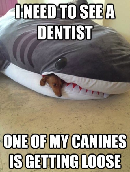 Funny Memes - i need to see a dentist