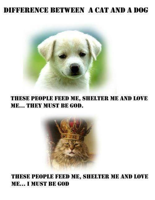 Animal Memes - difference between cat and dog