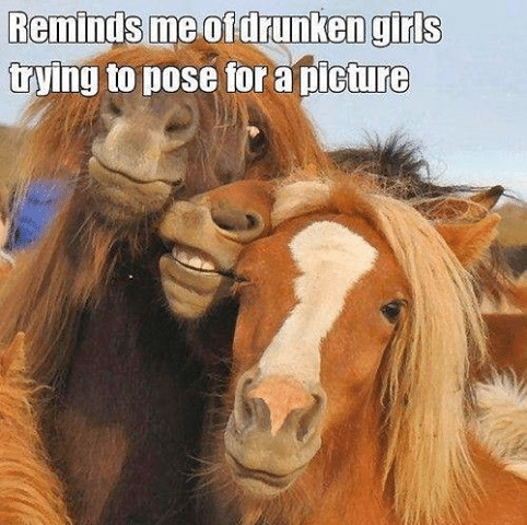 Animal Memes - drunk girls