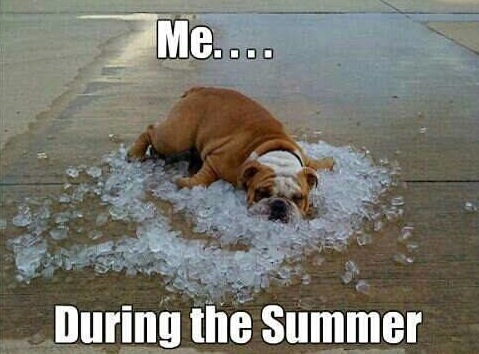 Animal Memes - during the summer