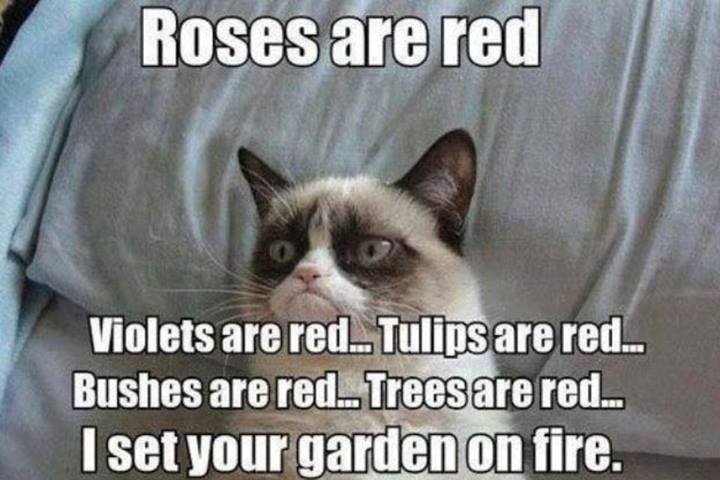 Animal Memes - grumpy cat roses