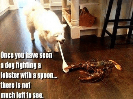 Funny Animal Memes - once you have seen