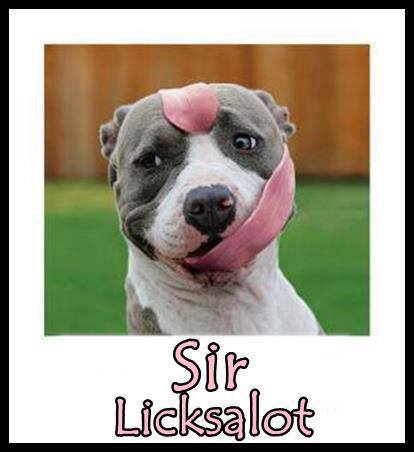 Funny Animal Memes - sir licksalot