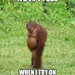 Funny Animal Memes - when i try on