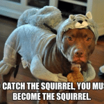 Funny Animal Memes - you must become