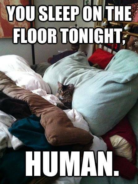 Funny Animal Memes - you sleep on floor