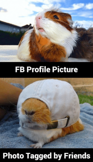 Animal Memes - FB profile pic | Funny Memes