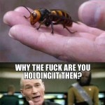 Animal Memes - giant hornets