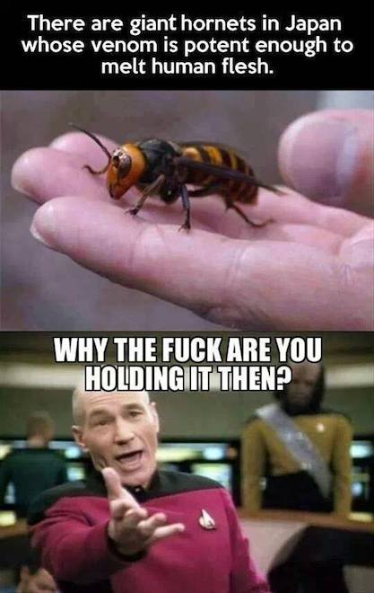 Animal Memes - giant hornets