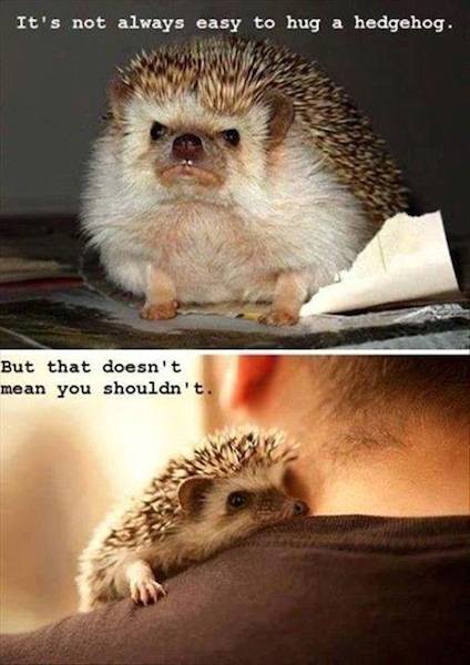 Animal Memes - hug a hedgehog