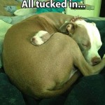 Animal Memes: all tucked in