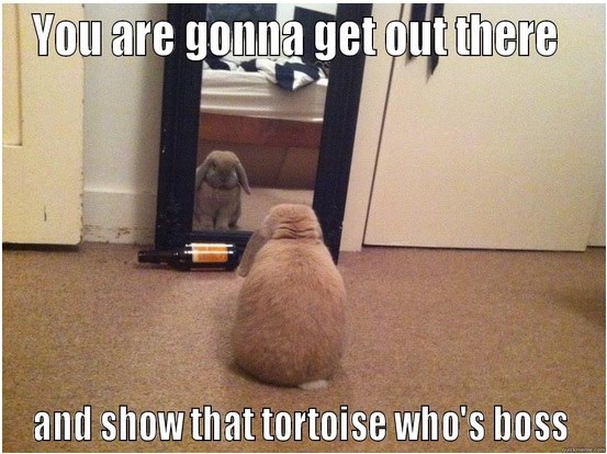 Funny Animal Memes - show that tortoise