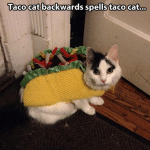 Funny Animal Memes - taco cat