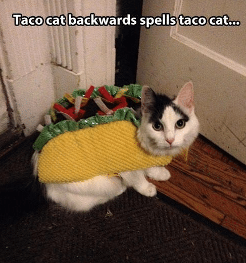 Funny Animal Memes - taco cat