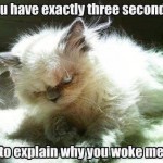 Funny Animal Memes - why did you wake me