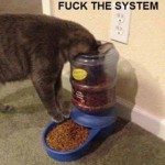 Animal Memes - fuck the system