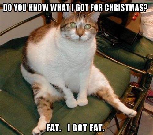 Animal Memes - i got fat