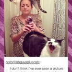 Animal Memes: being a cat owner