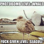 Funny Animal Memes - photobomb level