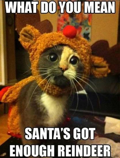 Funny Animal Memes - santa has enough