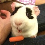 Funny Animals Memes - is that a carrot