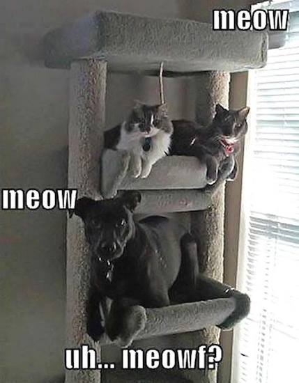 Funny Animals Memes - meow meow
