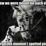 Funny Memes - meant for each other
