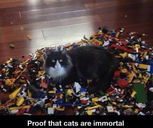 Funny Memes: cats are immortal