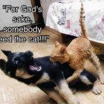 Animal Memes - feed the cat