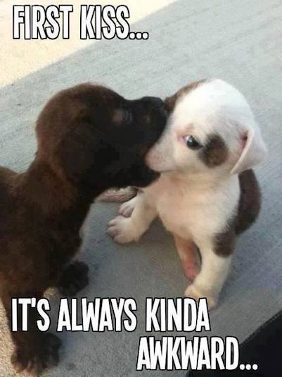 Animal Memes - first kiss
