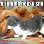 Animal Memes - help you smile