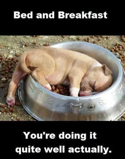 Animal Memes: bed and breakfast