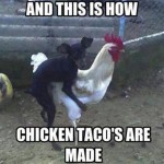 Chicken Memes: chicken tacos