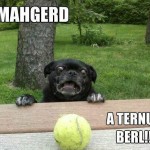 Funny Animal Memes - ternus berl