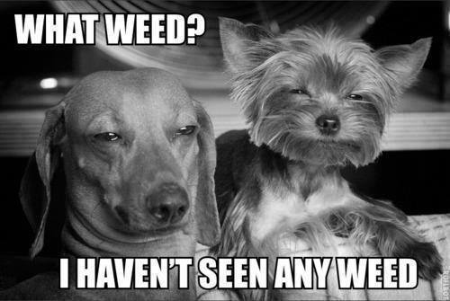 Funny Animal Memes - what weed