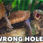 Funny Animal Memes - wrong hole