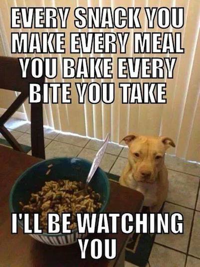 Funny Animals Memes - ill be watching