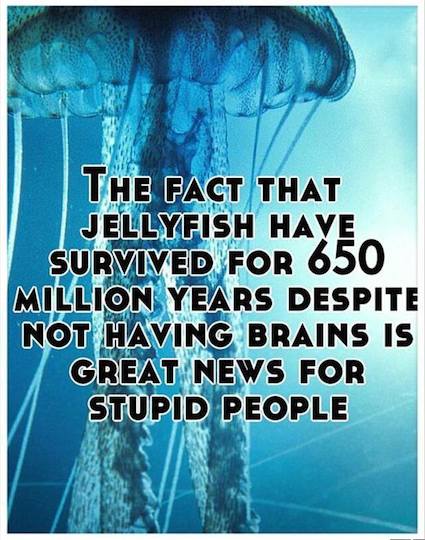 Funny Memes - Ecards - jellyfish fact