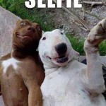 Animal Memes - doggie selfie