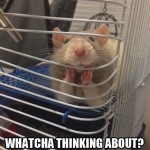 Animal Memes - great listener