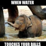 Animal Memes: baby elephant