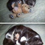Animals Memes - cuddly kitty