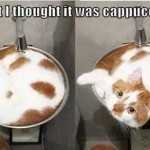 Animals Memes: cappuccino kitty