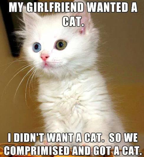 Funny Animal Memes - wanted a cat